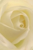 Step into the heart of this cream-white Creekmouth rose and feel as if you are cocooned within its softly curling petals. The close perspective invites you to experience the texture-whisper-light, gentle as dawn's touch, with a matte sheen that suggests just-opened blossoms after a morning rain. Gentle shadows lace through the ivory and soft lemon folds, adding dimension and a hint of drama that mirrors the peaceful yet vibrant character of Creekmouth itself. There's a quiet, luminous quality to this arrangement, the kind that soothes away tension and heralds new beginnings. Whether given in sympathy, as a gesture of sincere admiration along Barking Creek, or to commemorate a fresh chapter, this rose shines with reverence and artistry. The subtle, sweet fragrance seems to drift from the image, embodying the care and expertise that local Creekmouth florists put into every bouquet. Every detail-from the flawless spiral of the core to the near-transparency of the outer petals-reflects the thoughtful emotion and dedication behind each arrangement crafted for the Creekmouth community.